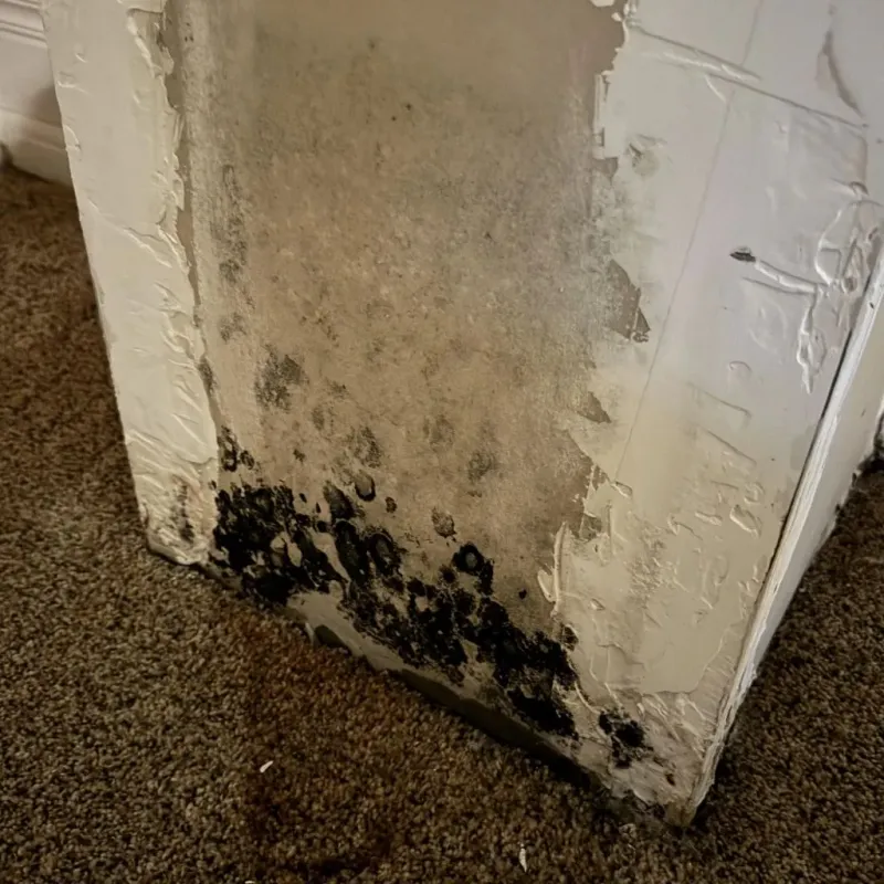 Professional Mold Removal in Louisville, NE
